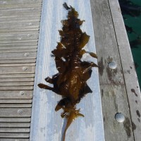 Japanese Kelp / Wakame